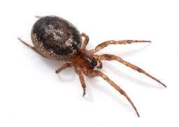 Foto af Leviellus stroemi (Leviellus stroemi) | Hun