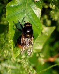 Foto af Foranderlig humlesvirreflue (Volucella bombylans) | Han