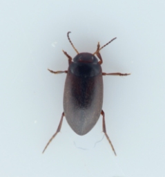 Foto af Hydroporus elongatulus (Hydroporus elongatulus) | Standardfoto