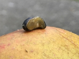 Foto af Sortsidesnegl (Arion distinctus) | Standardfoto