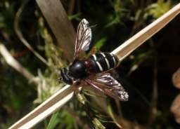Foto af Tidlig silkesvirreflue (Sericomyia lappona) | Han