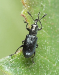 Foto af Temnocerus nanus (Temnocerus nanus) | Standardfoto