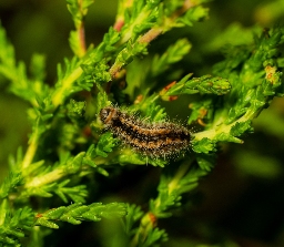 Foto af Brunlig metalvinge (Rhagades pruni) | Larve
