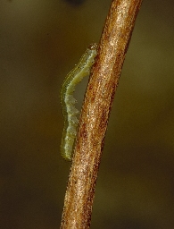 Foto af Irisugle (Xylena vetusta) | Larve