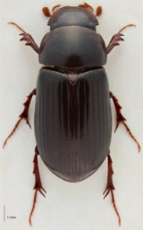 Foto af Rødbenet møgbille (Aphodius rufipes) | Standardfoto