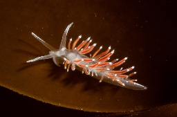 Foto af Microchlamylla gracilis (Microchlamylla gracilis) | Standardfoto