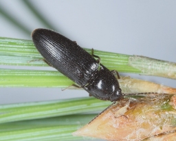Foto af Sort skovsmælder (Ampedus nigrinus) | Standardfoto
