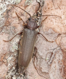 Foto af Brun barkbuk (Arhopalus rusticus) | Hun