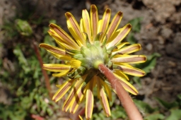 Foto af Kimbrisk atlantmælkebøtte (Taraxacum cimbricum) | Standardfoto