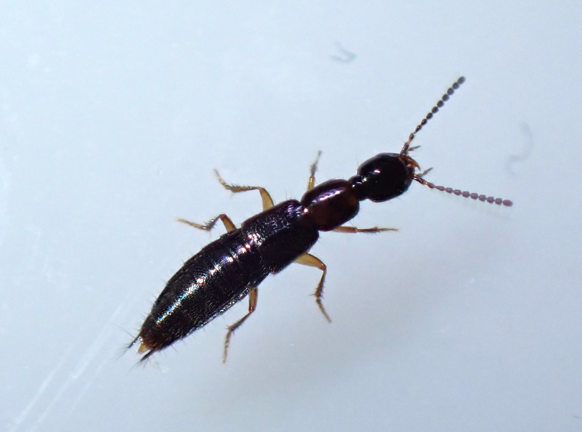 Gabrius trossulus