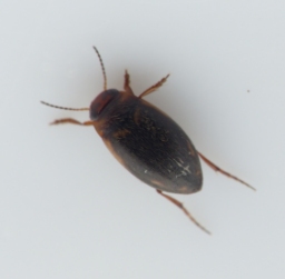 Foto af Hydroporus palustris (Hydroporus palustris) | Standardfoto