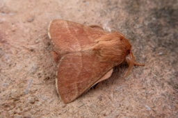 Foto af Ringspinder (Malacosoma neustria) | Standardfoto
