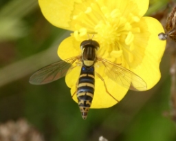 Foto af Mose-kuglebærerflue (Sphaerophoria batava) | Hun