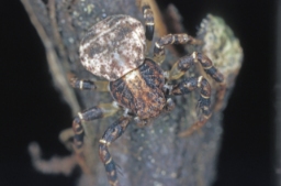 Foto af Ozyptila brevipes (Ozyptila brevipes) | Han