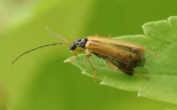 Foto af Rhagonycha lignosa (Rhagonycha lignosa) | Standardfoto