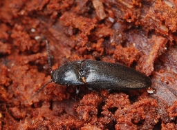 Foto af Mørk skovsmælder (Ampedus nigerrimus) | Standardfoto