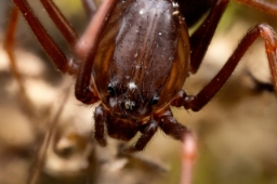 Foto af Væksthus-spytteedderkop (Scytodes fusca) | Hun