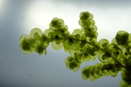 Foto af Mat bronzemos (Frullania dilatata) | Standardfoto