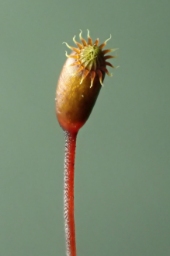 Foto af Almindelig kortkapsel (Brachythecium rutabulum) | Standardfoto