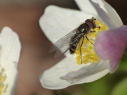 Foto af Håret svirreflue (Melangyna lasiophthalma) | Han