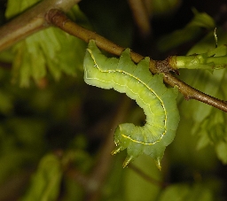 Foto af Sfinksugle (Asteroscopus sphinx) | Larve