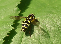 Foto af Sen ornamentsvirreflue (Philhelius pedissequus) | Hun