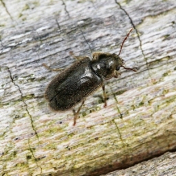 Foto af Hyperisus plumbeum (Hyperisus plumbeum) | Han