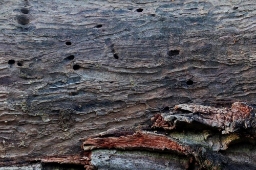 Foto af Urskovshvepsebuk (Plagionotus detritus) | Ole Martin