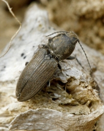 Foto af Ertsfarvet hjertesmælder (Cardiophorus asellus) | Standardfoto