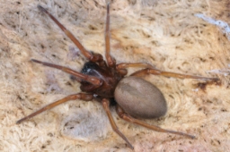 Foto af Pandava laminata (Pandava laminata) | Hun