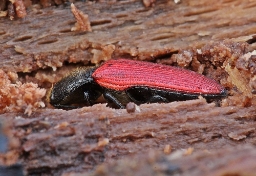 Foto af Ampedus quercicola (Ampedus quercicola) | Standardfoto