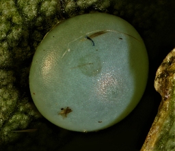 Foto af Poppel-dromedarspinder (Notodonta tritophus) | Æg