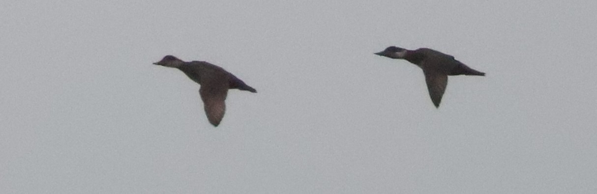 Common Scoter (Melanitta nigra), photo 9