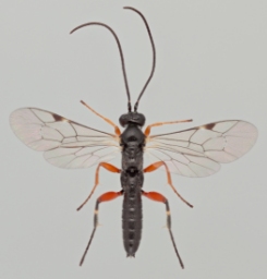 Foto af Pimpla spuria (Pimpla spuria) | Malcolm Storey