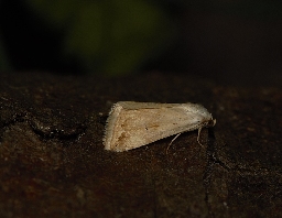 Foto af Lille pragtugle (Eublemma ostrina) | Han