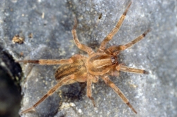Foto af Liocranoeca striata (Liocranoeca striata) | Jørgen Lissner
