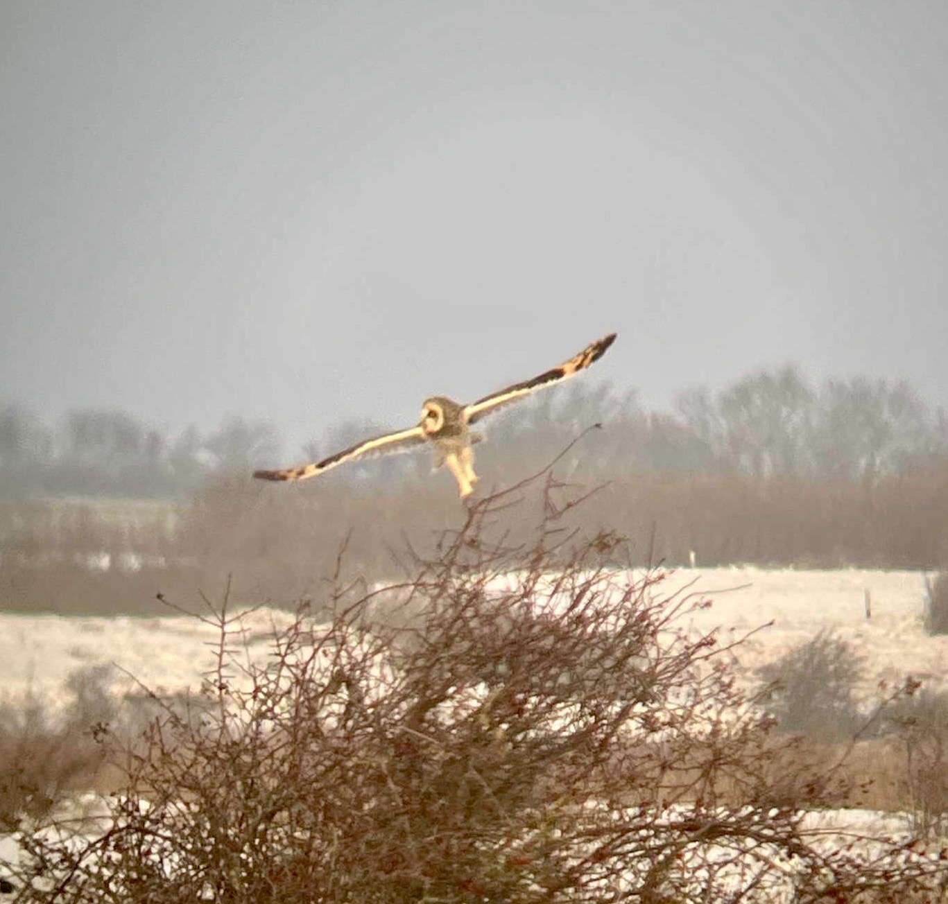 Short-eared Owl (Asio flammeus), photo 5
