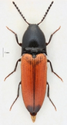 Foto af Ampedus praeustus (Ampedus praeustus) | Standardfoto