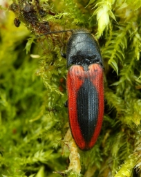 Foto af Sømplettet skovsmælder (Ampedus sanguinolentus) | Standardfoto