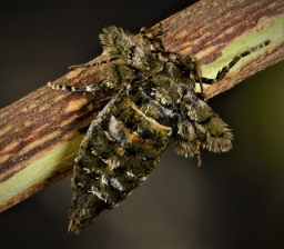Foto af Guldgul frostmåler (Agriopis aurantiaria) | Hun
