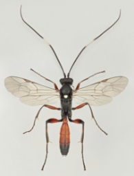 Foto af Asthenolabus vitratorius (Asthenolabus vitratorius) | Malcolm Storey