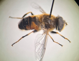 Foto af Tidlig dyndflue (Eristalis picea) | Han
