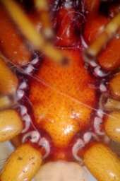 Foto af Dysdera erythrina (Dysdera erythrina) | Frederik Leck Fischer