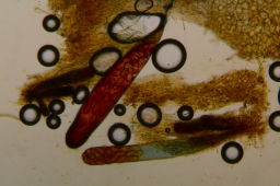 Foto af 32-sporet prikbæger (Thecotheus pelletieri) | Jørgen Mikkelsen (Svampeatlas)