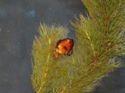 Foto af Graphoderus cinereus (Graphoderus cinereus) | Han