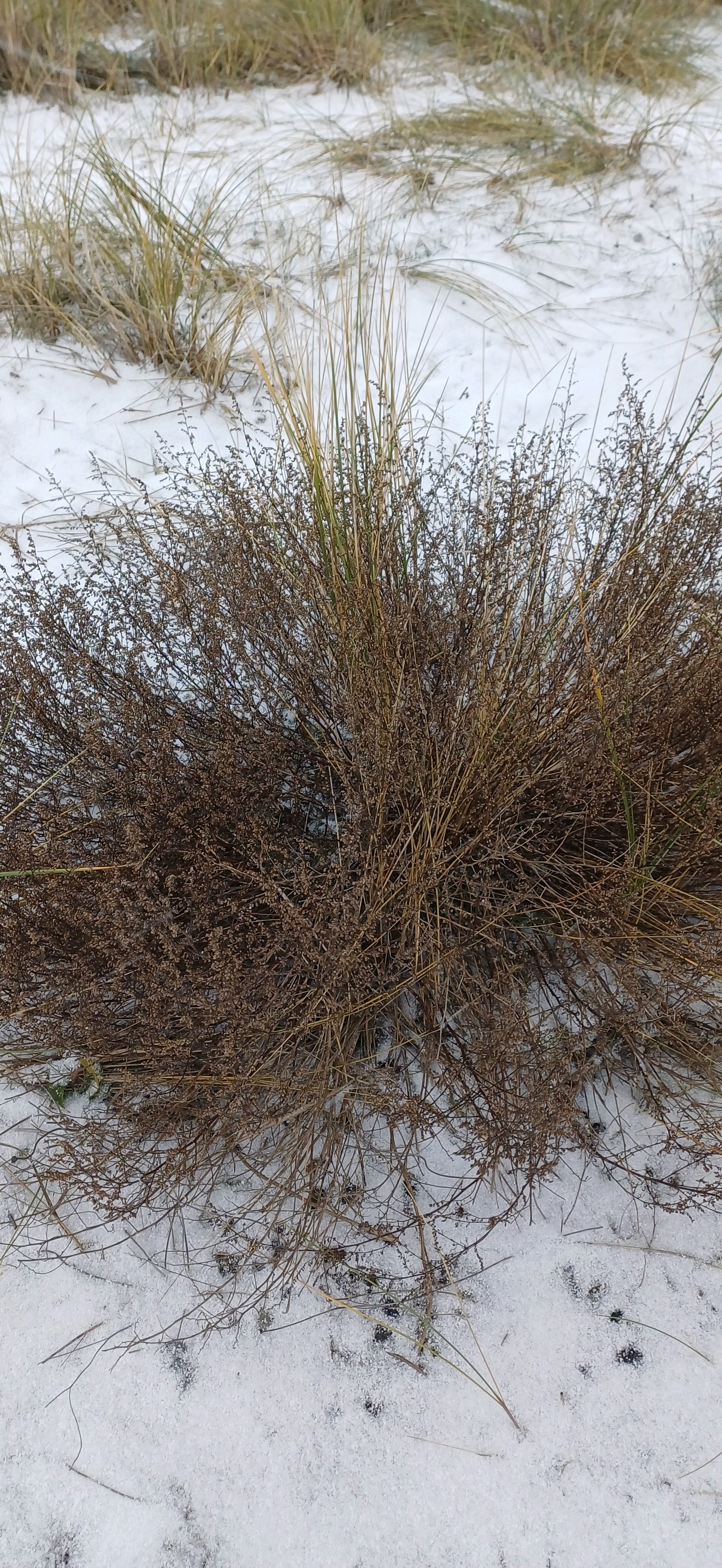 Field wormwood