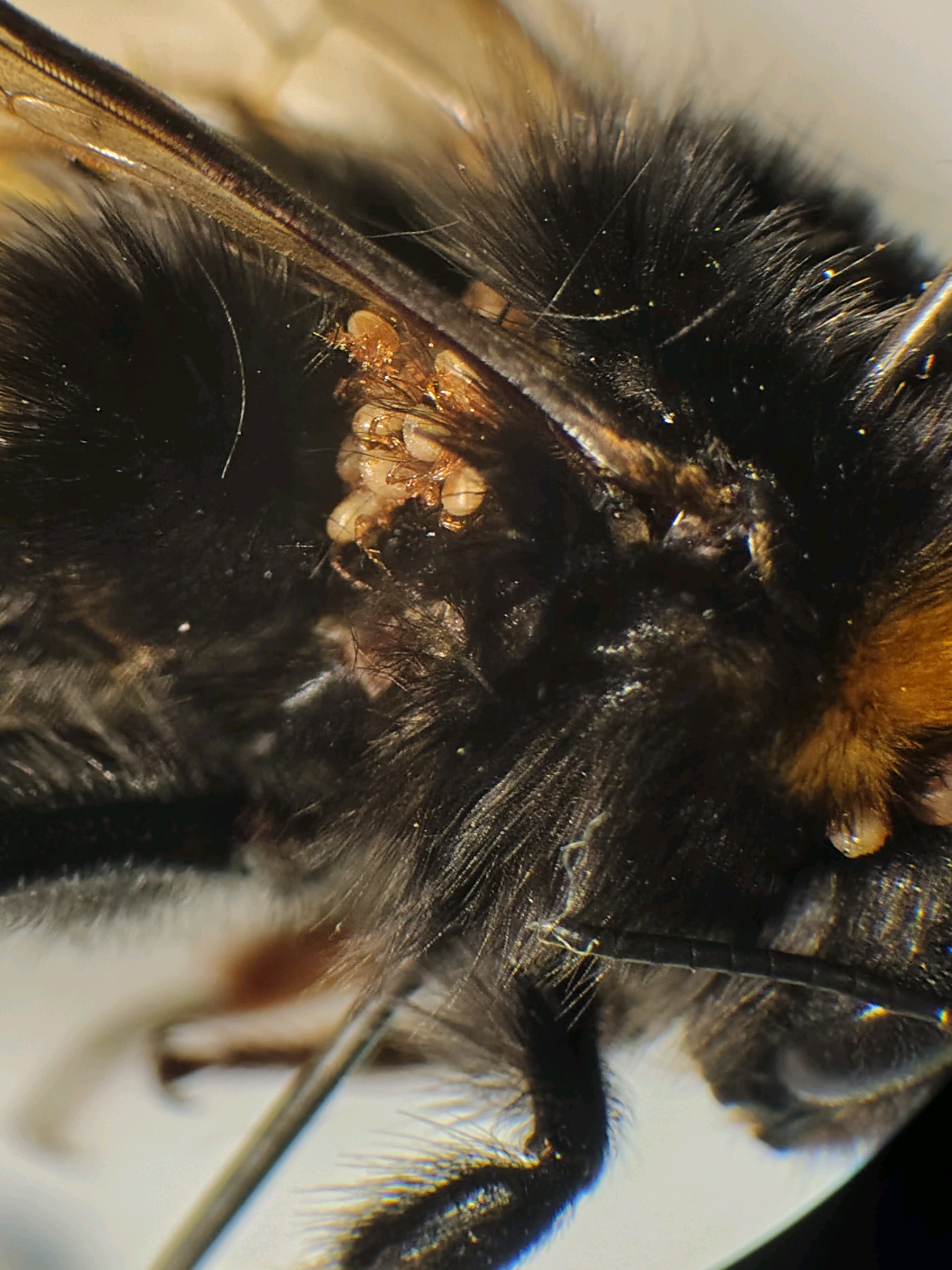 Parasitellus fucorum (De Geer, 1778)
