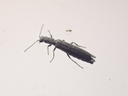 Foto af Dolichosoma lineare (Dolichosoma lineare) | Standardfoto
