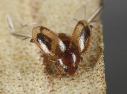 Foto af Rhyzobius chrysomeloides (Rhyzobius chrysomeloides) | Standardfoto