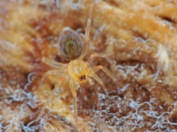 Foto af Heteroonops spinimanus (Heteroonops spinimanus) | Jørgen Lissner